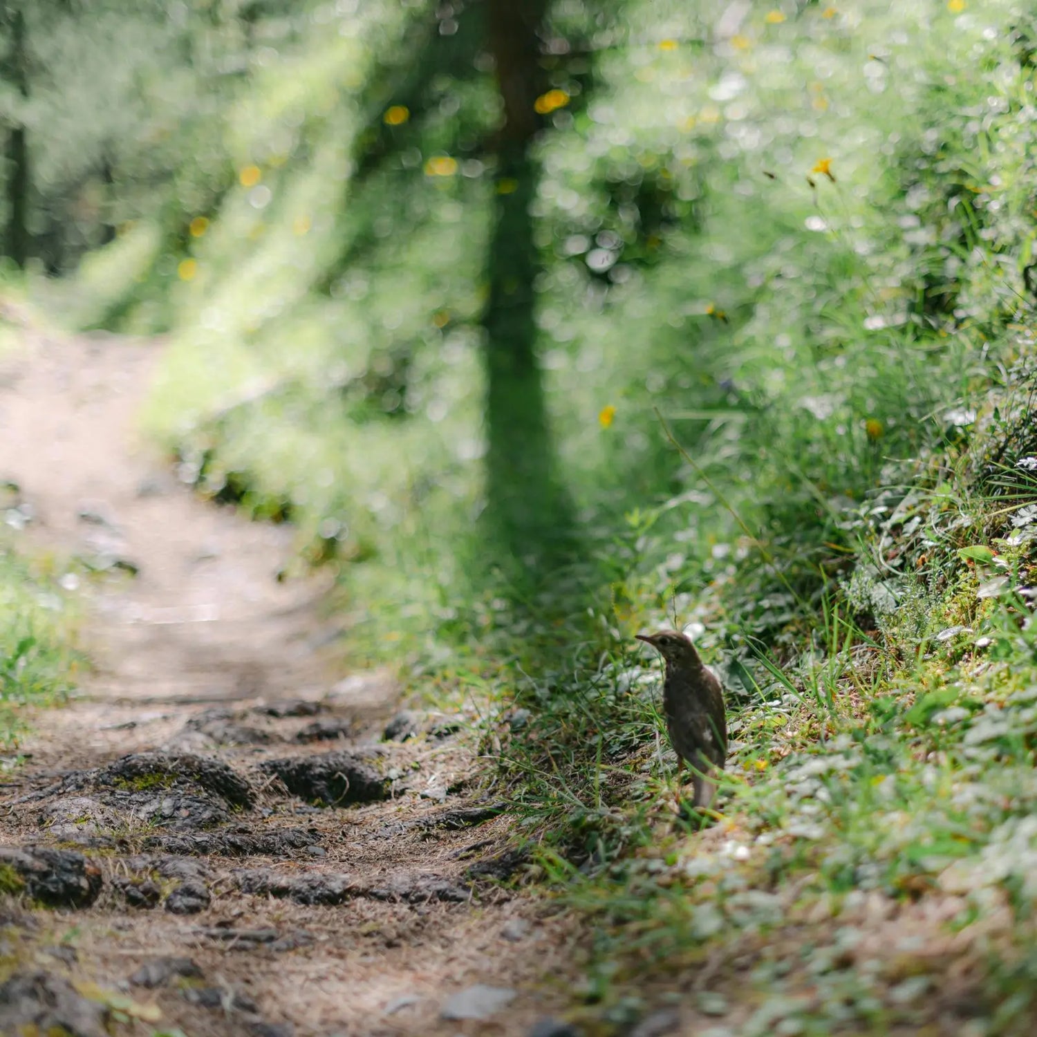 Ein schmaler Waldweg mit einem Vogel – Symbol für kurze Transportwege und eine umweltfreundliche Materialbeschaffung aus Deutschland und Europa.
