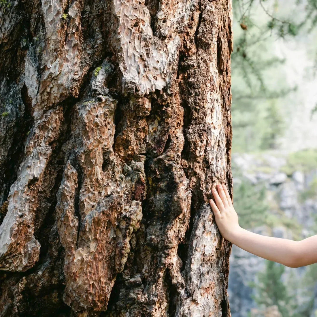 Ein Kind berührt die Rinde eines alten Baumes, was die tiefe Verbindung zur Natur symbolisiert. Dieser Moment hebt die Bedeutung von Naturmaterialien hervor und zeigt, warum sie eine bessere Wahl für die Umwelt sind als Plastik.